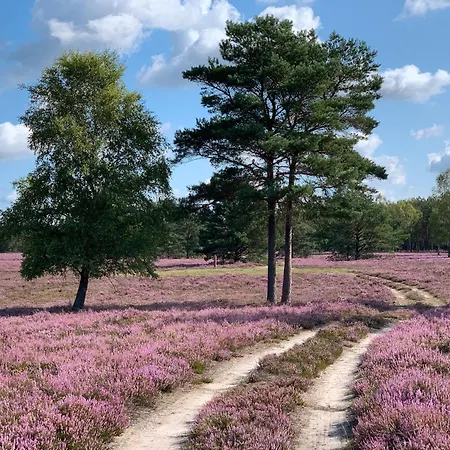 Schwalbennest Trebel